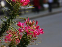 img_4364_prot