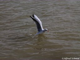 img_4483_prot